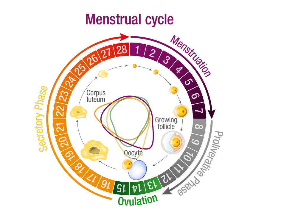 Regulate the cycle - PROFERTIL® female